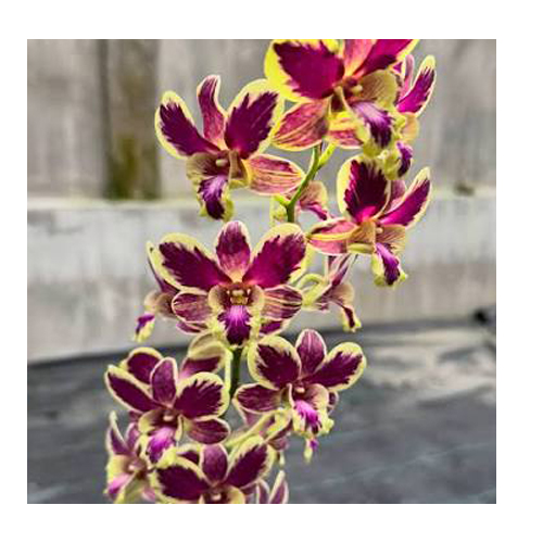 Dendrobium Susan Splash 5% Dendrobium Susan Splash 5%